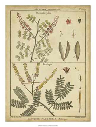 Framed Antique Ferns II Print