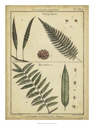 Framed Antique Ferns III Print