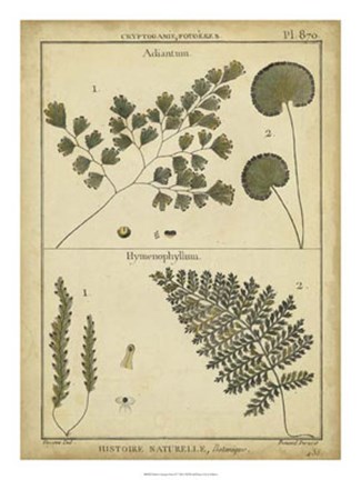 Framed Antique Ferns IV Print