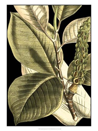 Framed Tranquil Tropical Leaves II Print