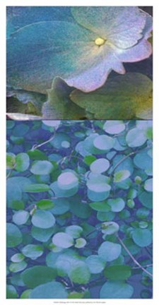 Framed Hydrangea Mix I Print