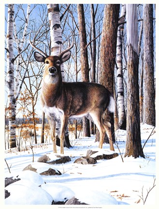 Framed Simply Curious I Print