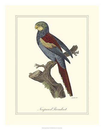 Framed Nonpareil Parrakeet Print