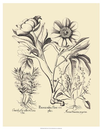 Framed Black and White Besler Peony IV Print