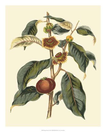 Framed Foliage, Flowers &amp; Fruit II Print