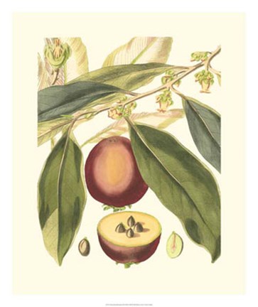 Framed Fantastical Botanical III Print