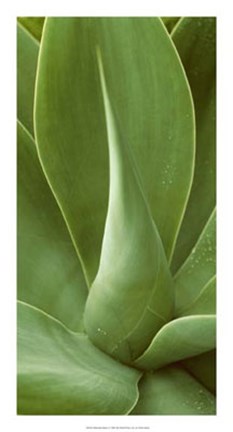 Framed Patterned Nature I Print