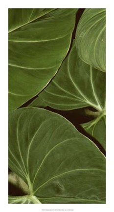 Framed Patterned Nature III Print