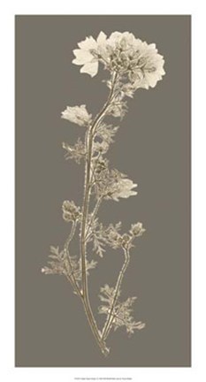 Framed Taupe Nature Study I Print