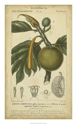 Framed Exotic Botanica IV Print