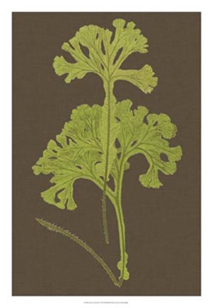 Framed Ferns on Linen II Print