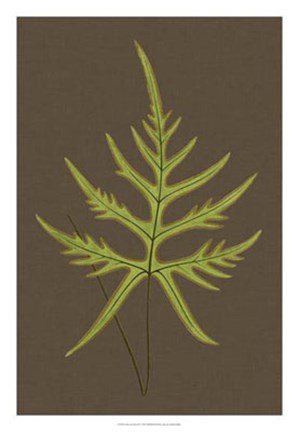 Framed Ferns on Linen IV Print
