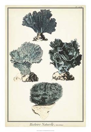 Framed Coral Species I Print