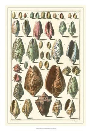 Framed Shell Collection I Print