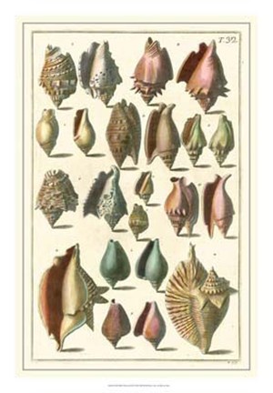 Framed Shell Collection III Print