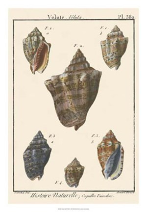Framed Volute Shell pl. 380 Print