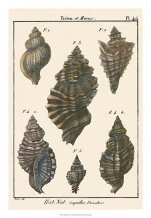 Framed Triton Shell pl. 415 Print