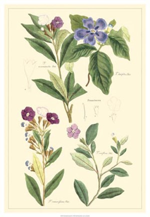 Framed Botanical I Print
