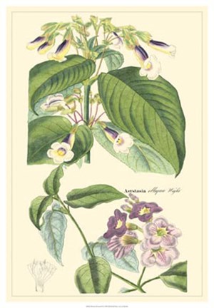 Framed Botanical II Print