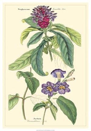 Framed Botanical III Print