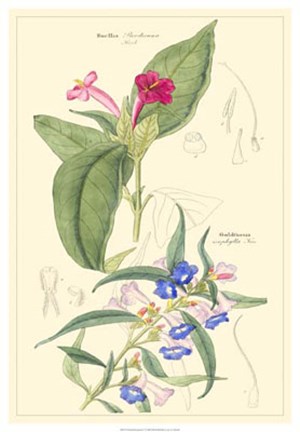 Framed Botanical IV Print