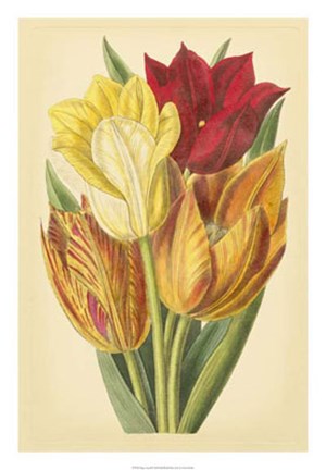 Framed Tulip Array II Print