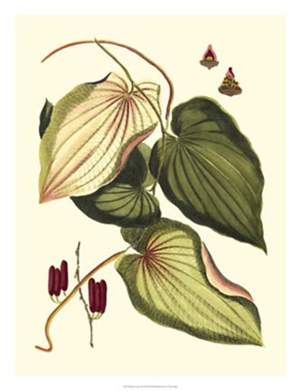 Framed Buchoz Leaves III Print