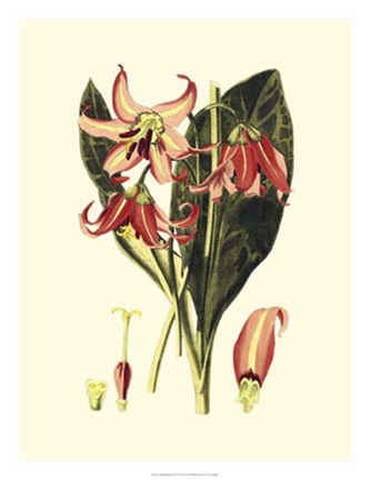 Framed Striking Beauty III Print