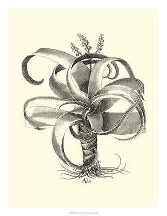 Framed B&amp;W Besler Aloe Print