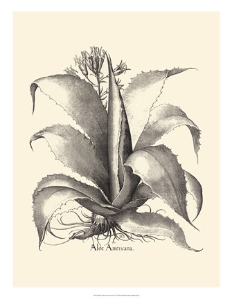 Framed B&amp;W Besler Aloe Americana Print