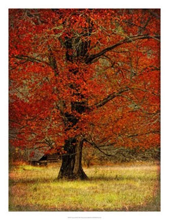 Framed Autumn Oak II Print
