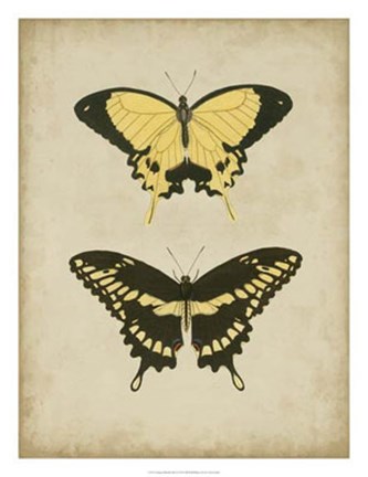 Framed Antique Butterfly Pair I Print