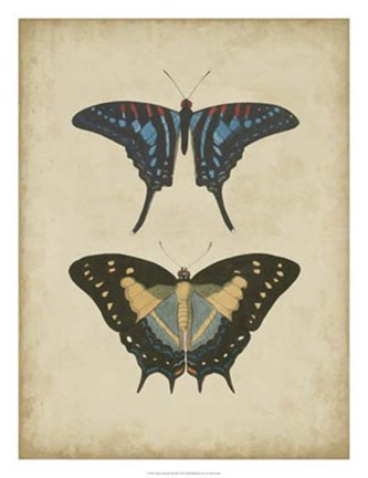 Framed Antique Butterfly Pair III Print