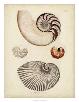 Framed Antique Nautilus II Print