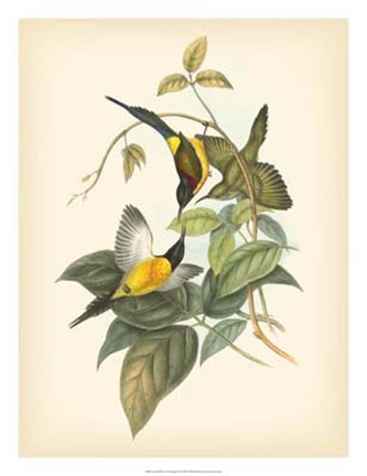 Framed Birds of the Tropics IV Print