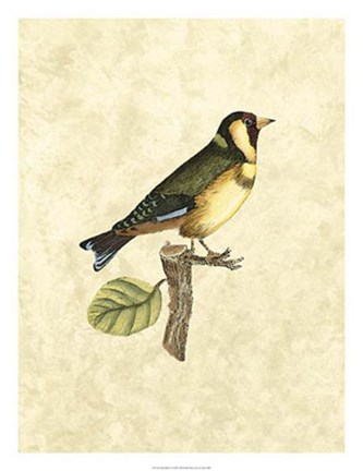 Framed Birds I Print