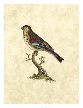 Framed Birds IV Print
