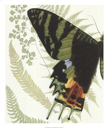 Framed Butterfly Symmetry I Print