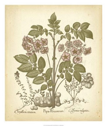 Framed Tinted Besler Botanical III Print