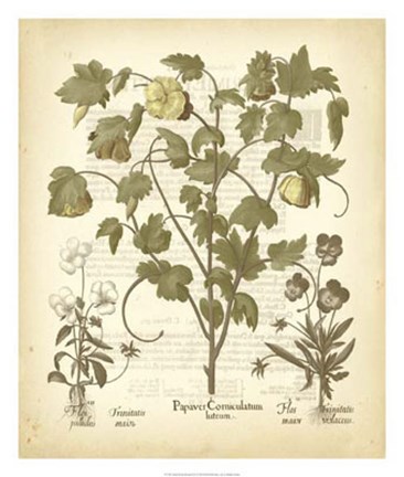 Framed Tinted Besler Botanical IV Print