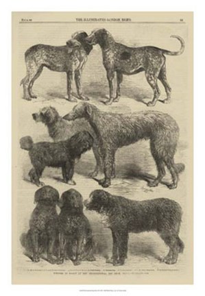 Framed International Dog Show II Print