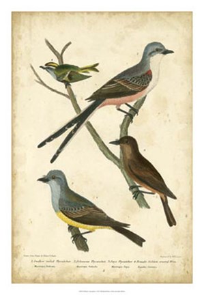 Framed Wilson&#39;s Flycatcher Print