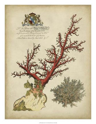 Framed Imperial Coral II Print