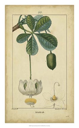 Framed Vintage Turpin Botanical II Print