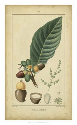 Framed Vintage Turpin Botanical IV Print