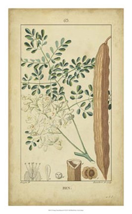 Framed Vintage Turpin Botanical V Print