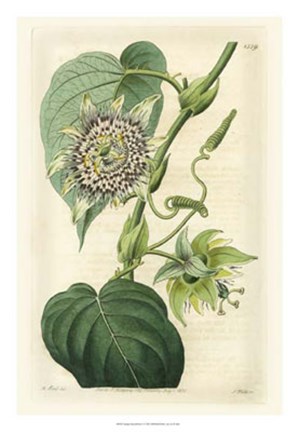 Framed Antique Passionflower I Print