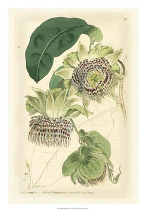 Framed Antique Passionflower II Print