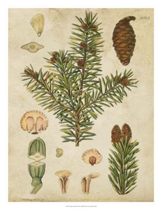 Framed Vintage Conifers III Print