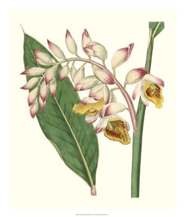 Framed Tropical Nodding Renealmia Print